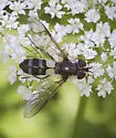 Leucozona xylotoides - photo 3