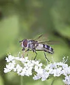 Leucozona xylotoides - photo 4