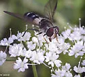 Leucozona xylotoides - photo 5