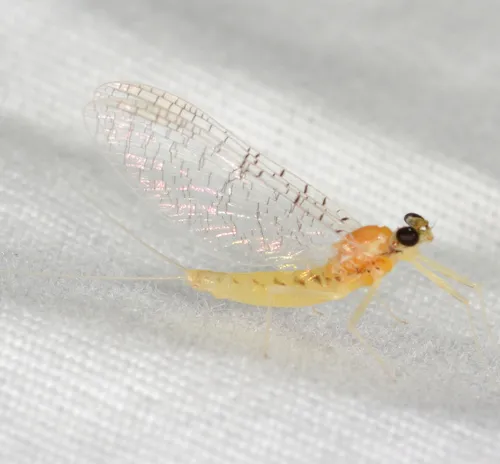 Leucrocuta hebe