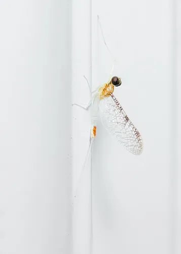 Leucrocuta maculipennis
