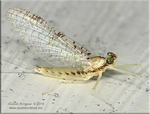 Leucrocuta minerva