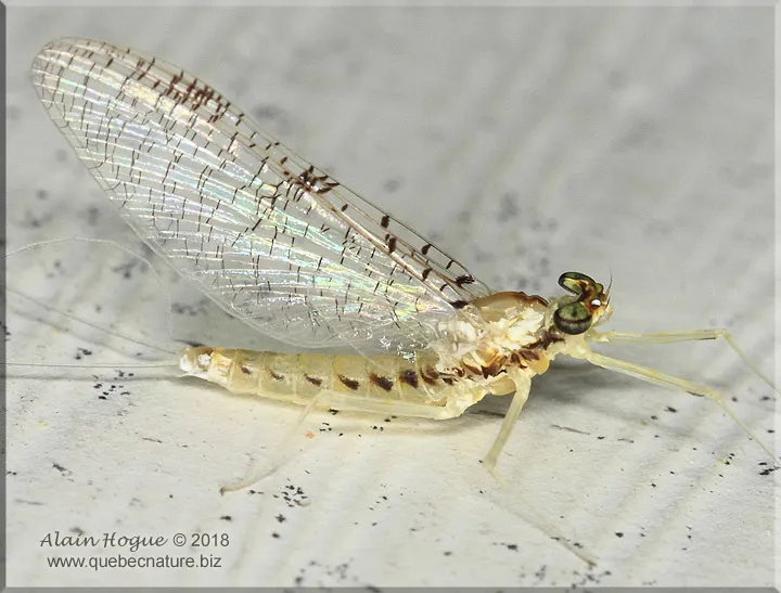 Leucrocuta minerva - photo 2