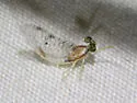 Leucrocuta petersi