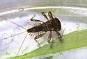 Leucrocuta thetis