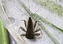 Leucrocuta thetis - photo 2