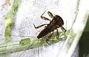 Leucrocuta thetis - photo 3