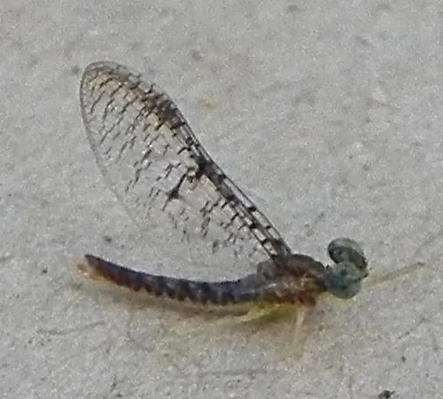 Leucrocuta walshi