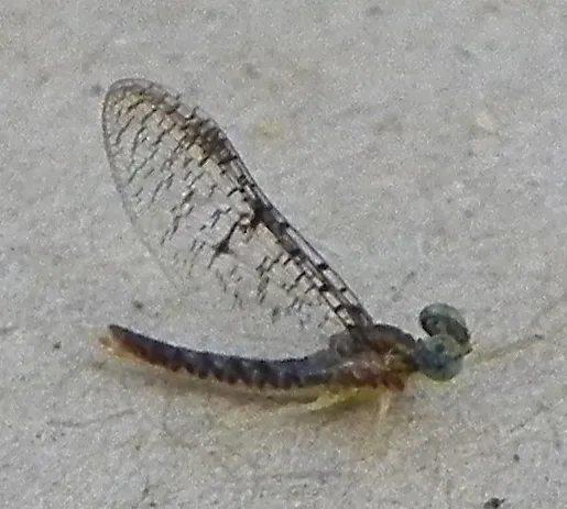 Leucrocuta walshi - photo 2