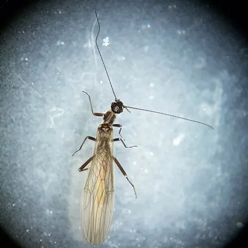 Leuctra alpina