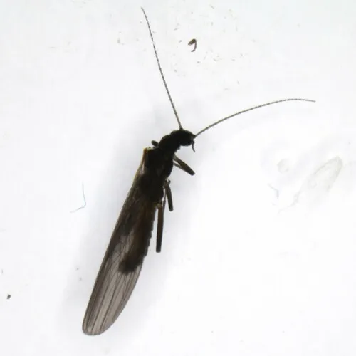 Leuctra armata
