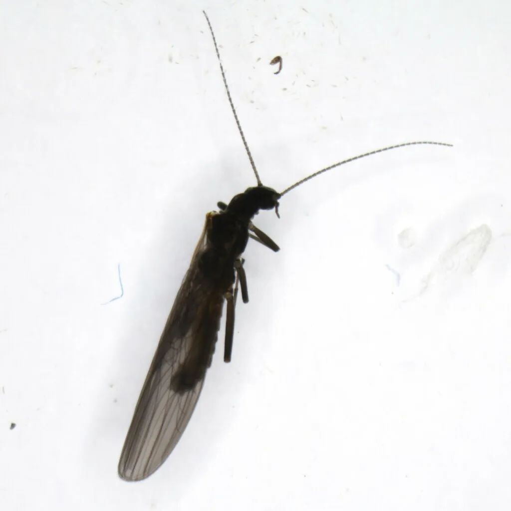 Leuctra armata - photo 2