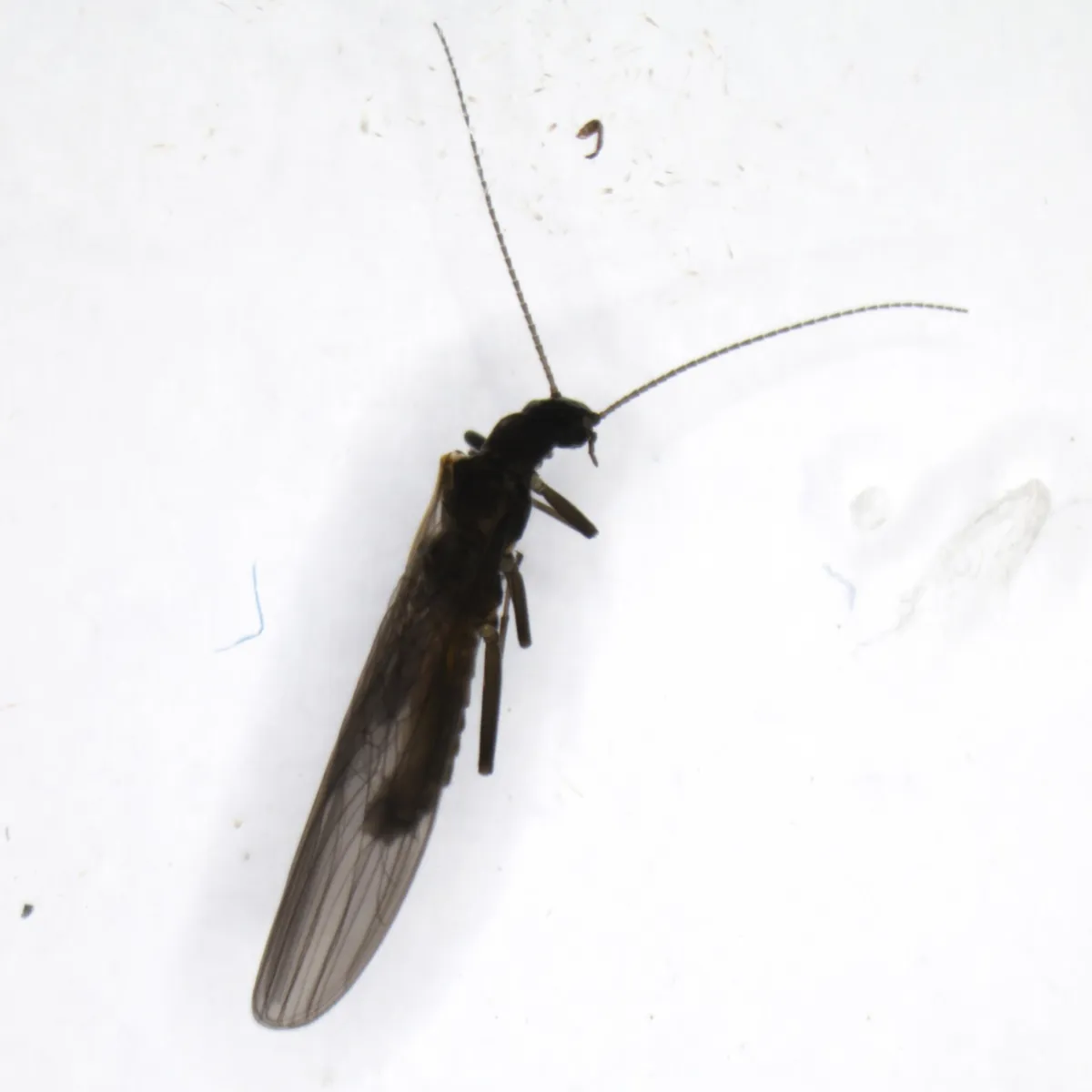 Leuctra armata - photo 3