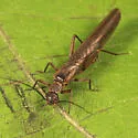 Leuctra duplicata - photo 4