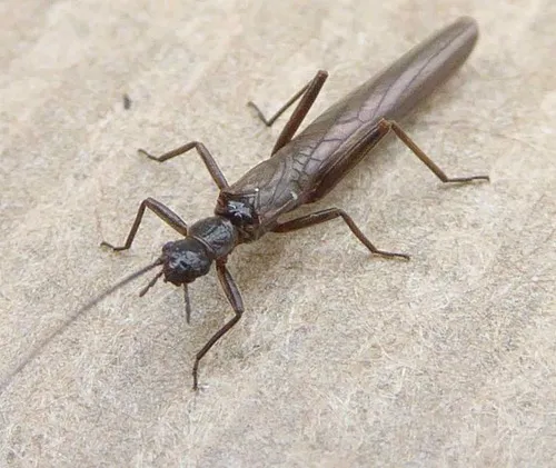 Late Needle Fly