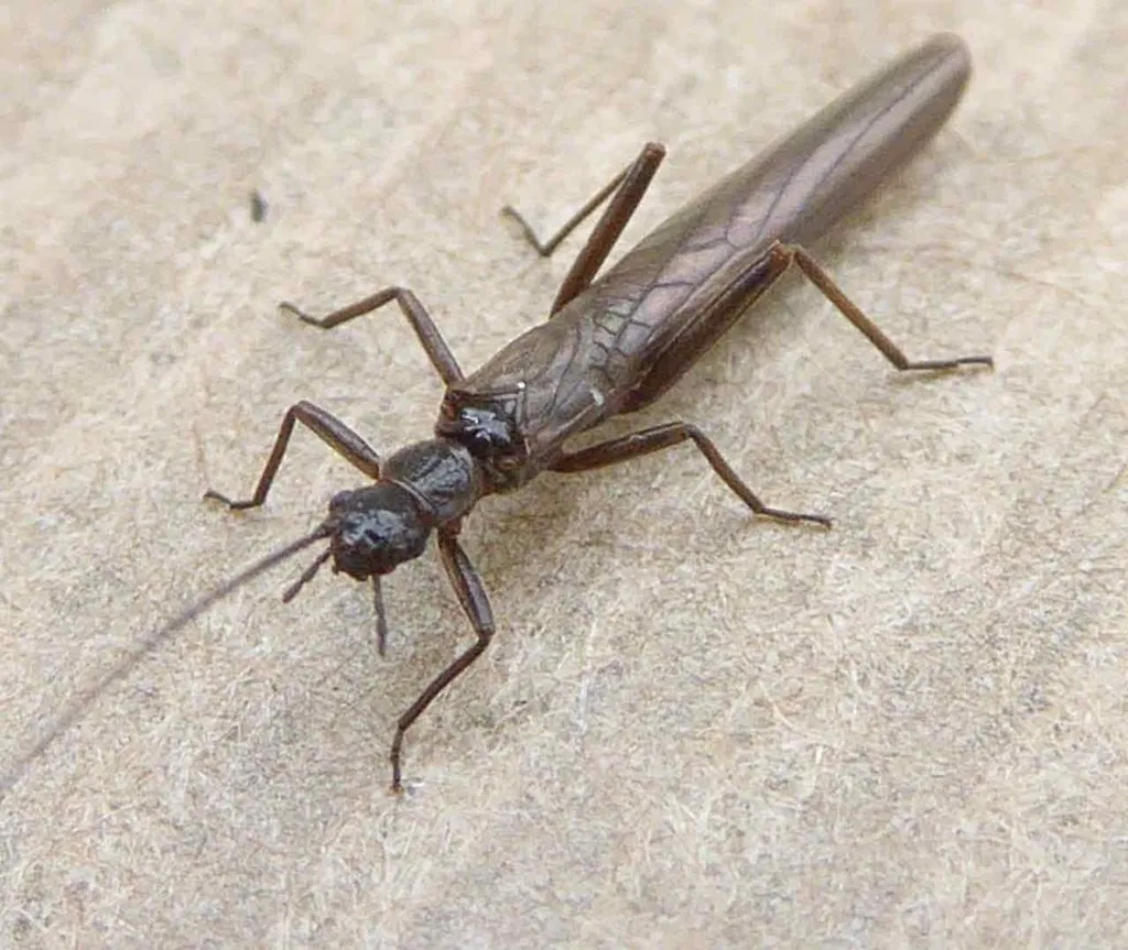 Late Needle Fly - photo 2