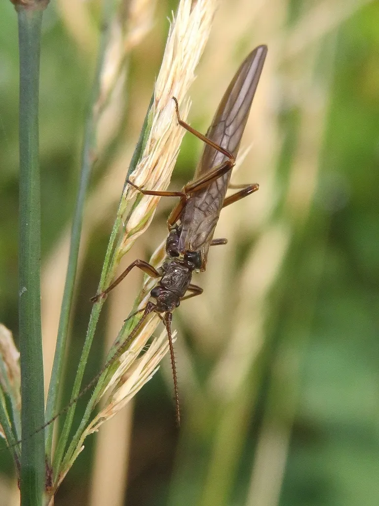 Willow Fly - photo 2