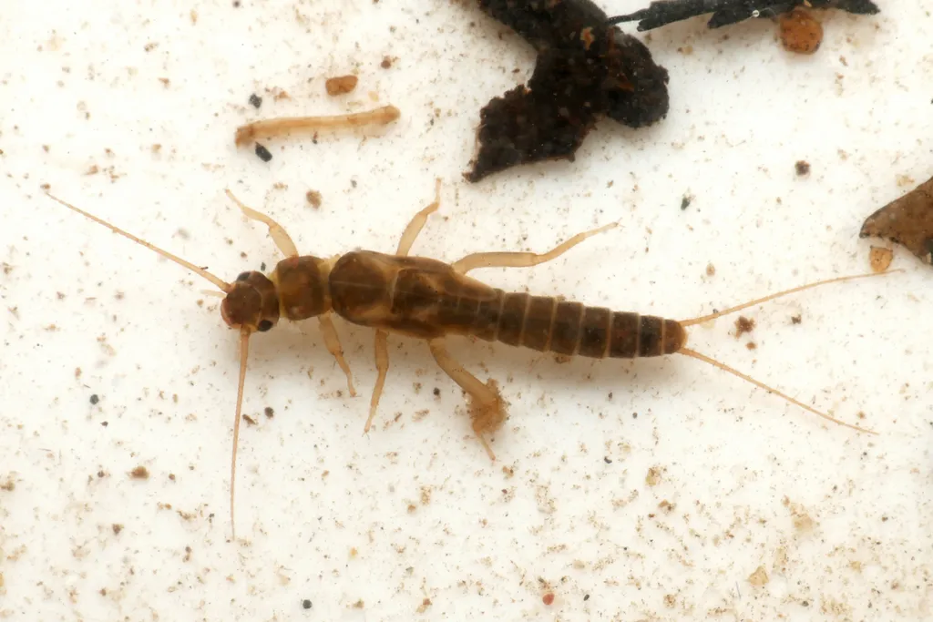 Early Needle Fly - photo 2