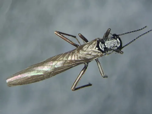 Smooth Needle Fly