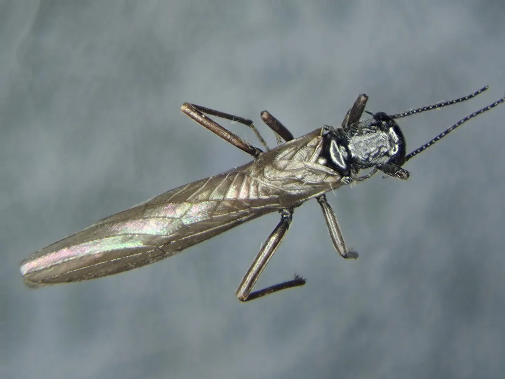 Smooth Needle Fly - photo 2