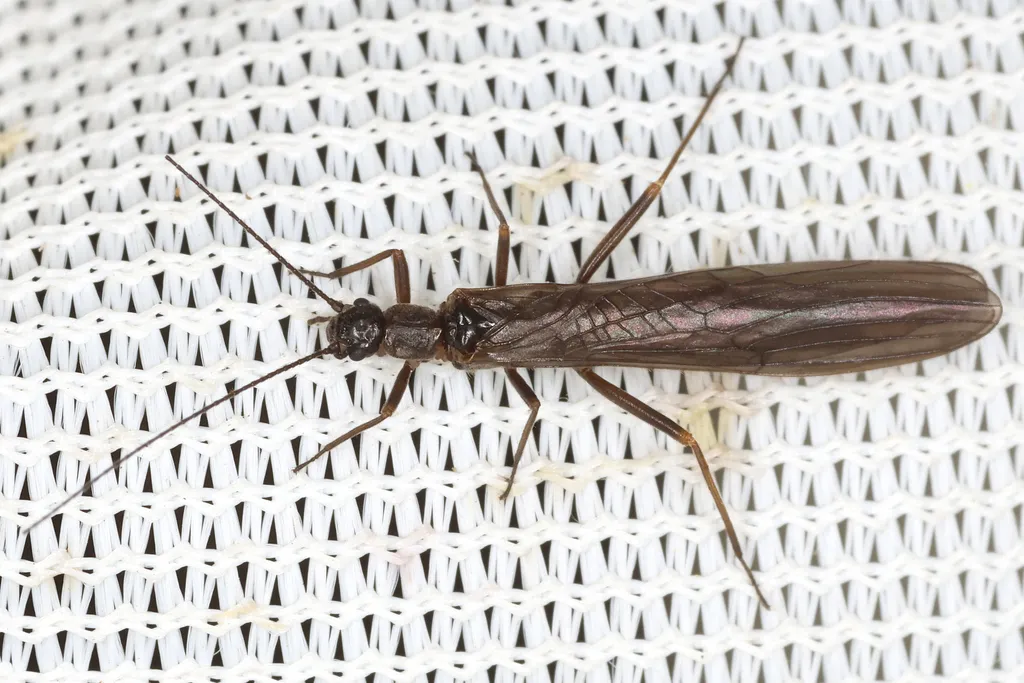 Mosely's Needle Fly - photo 2
