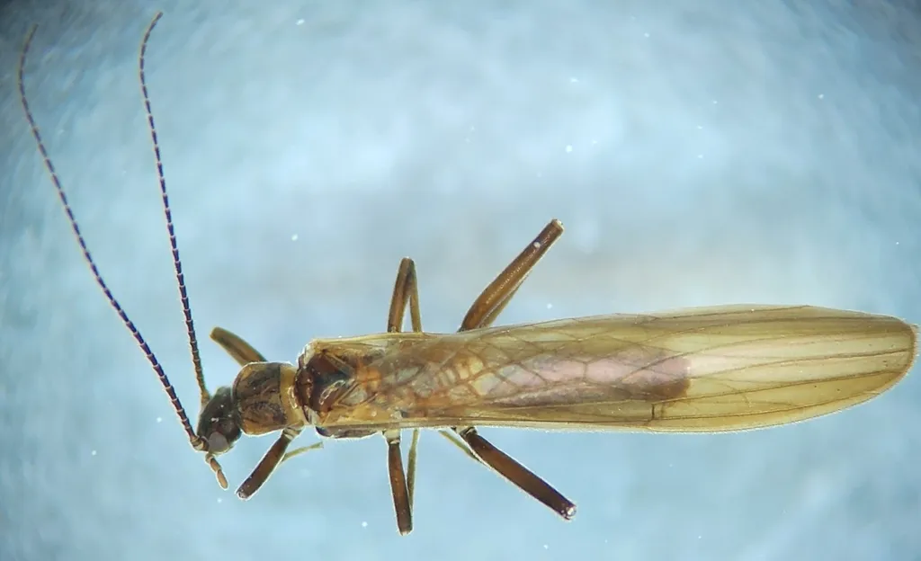 Black Needle Fly - photo 2
