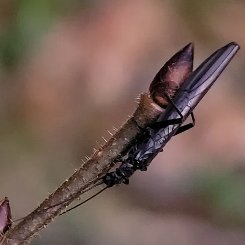 Leuctra niveola