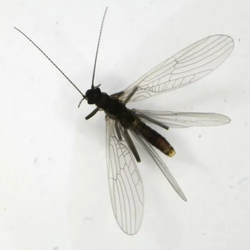Leuctra rauscheri - Leuctra rauscheri