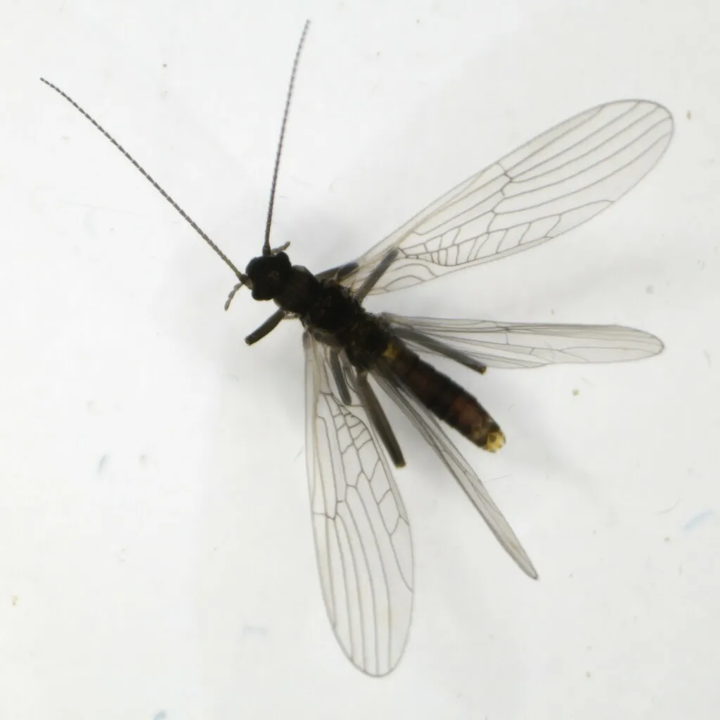 Leuctra rauscheri - photo 2