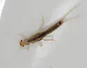 Leuctra sibleyi