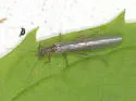 Leuctra tenella