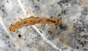 Leuctra variabilis