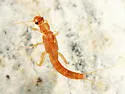 Leuctra variabilis - photo 2