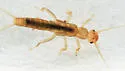 Leuctra variabilis - photo 4