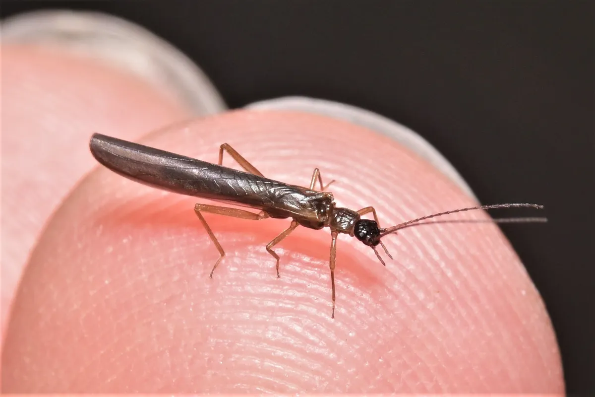 Rolled-winged Stoneflies - photo 3
