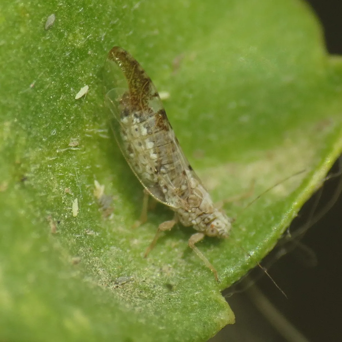 Leuronota maculata - photo 2