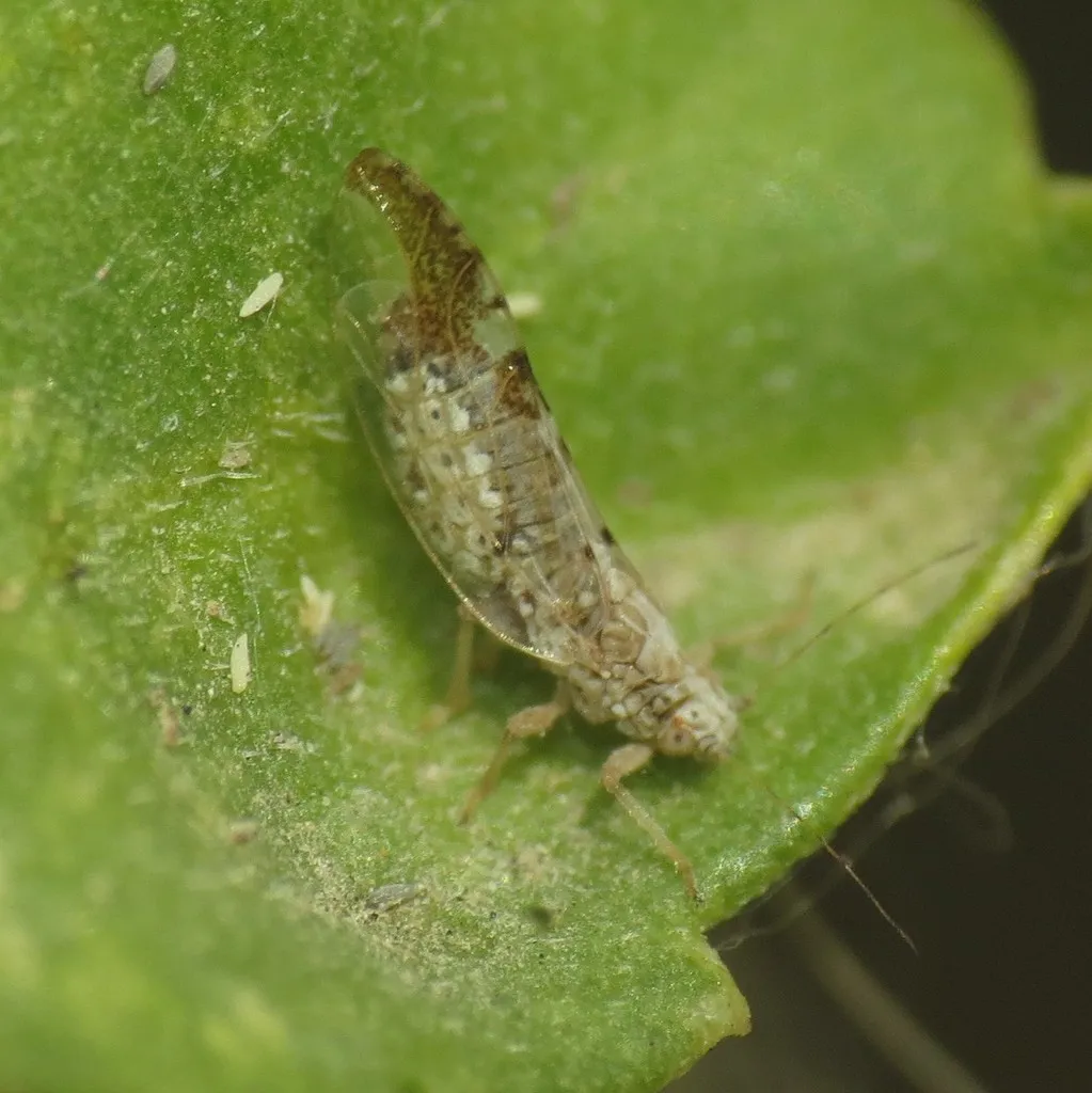 Leuronota maculata - photo 3