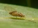 Leuronota maritima