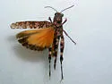 Lichen Grasshopper
