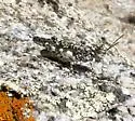 Lichen Grasshopper - photo 2