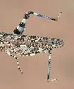Lichen Grasshopper - photo 3