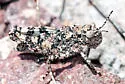 Lichen Grasshopper - photo 4
