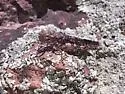 Lichen Grasshopper - photo 5