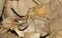 Leuronychus pacificus - photo 2