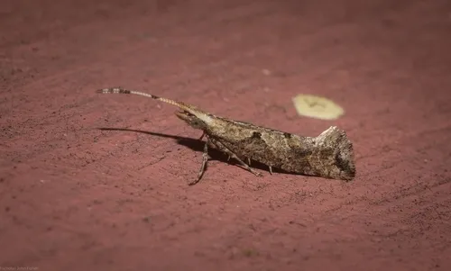 Leuroperna sera