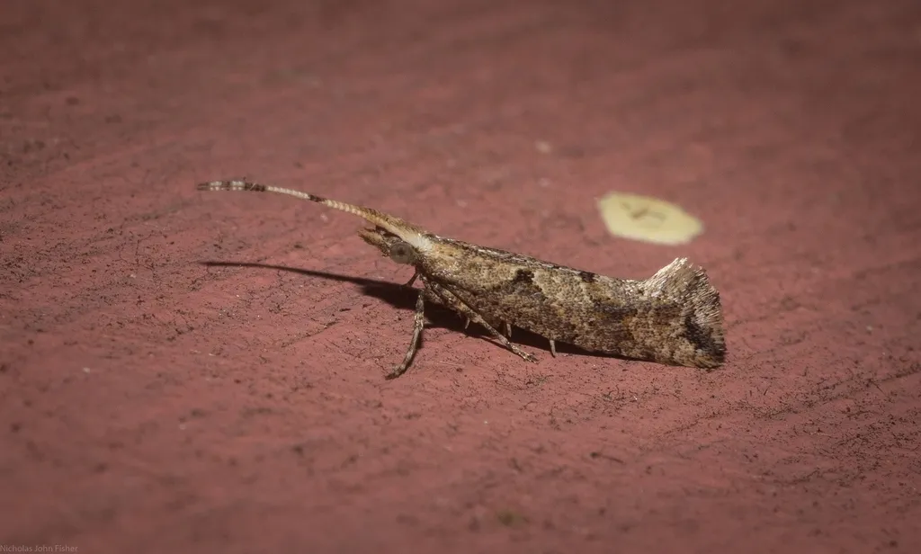 Leuroperna sera - photo 2