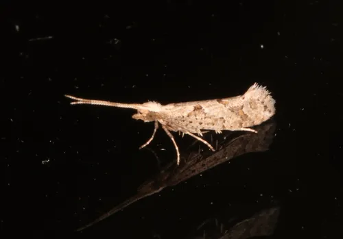 Leuroperna sera - photo 6