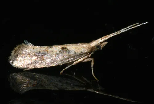 Leuroperna sera - photo 7