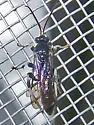 Leurus caeruliventris