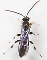 Leurus caeruliventris - photo 3